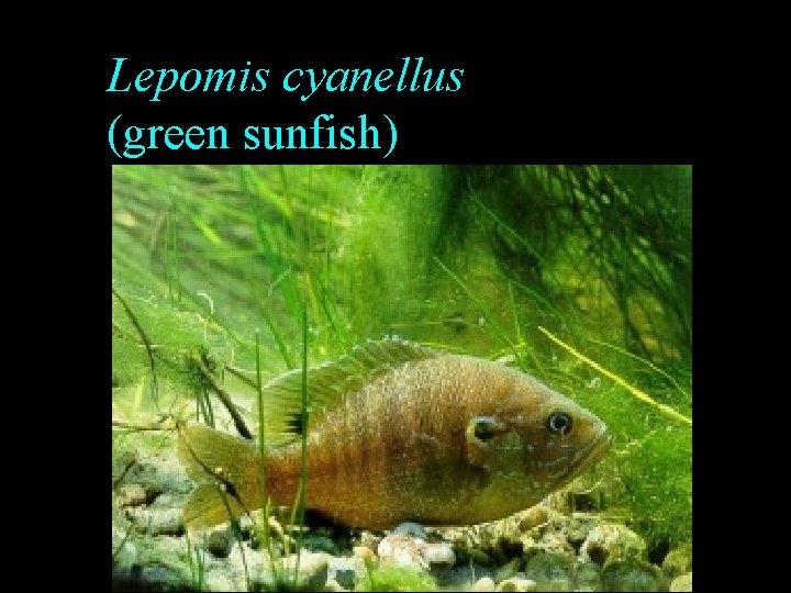 Lepomis cyanellus (green sunfish) Lepomis cyanellus (green sunfish)