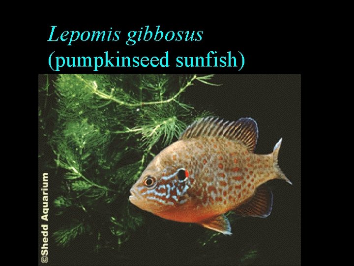 Lepomis gibbosus (pumpkinseed sunfish) Lepomis gibbosus (pumpkinseed sunfish)