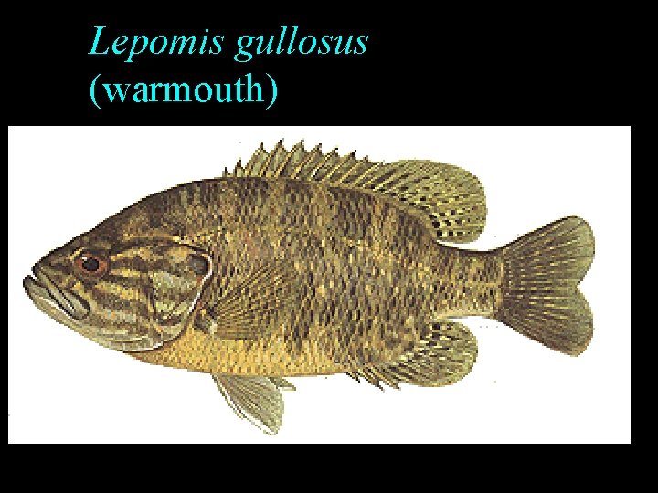 Lepomis gullosus (warmouth) Lepomis gullosus (warmouth)
