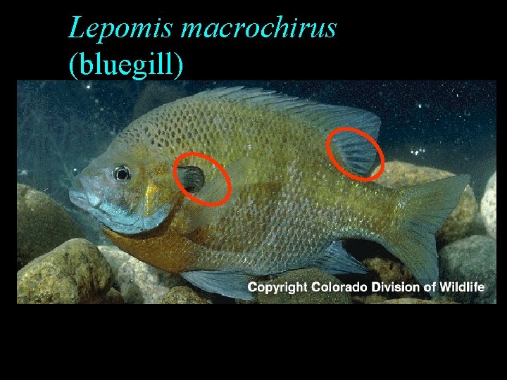 Lepomis macrochirus (bluegill) Lepomis macrochirus (bluegill)