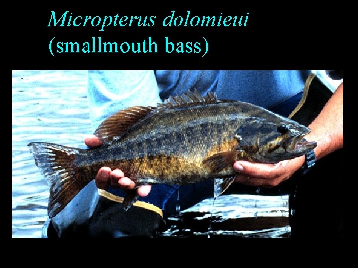 Micropterus dolomieui (smallmouth bass) Micropterus dolomieui (smallmouth bass)