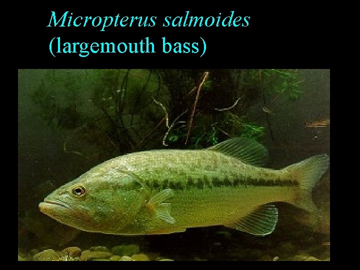 Micropterus salmoides (largemouth bass) Micropterus salmoides (largemouth bass)