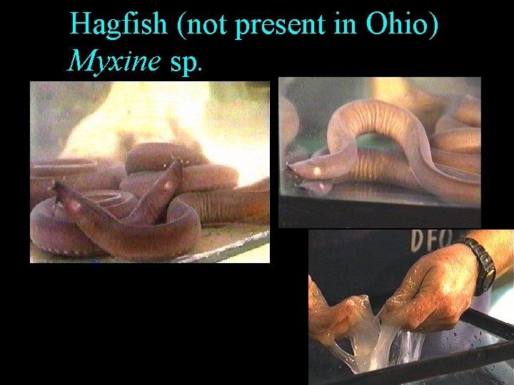 Hagfish (not present in Ohio) Myxine sp. Hagfish (not present in Ohio) Myxine sp.