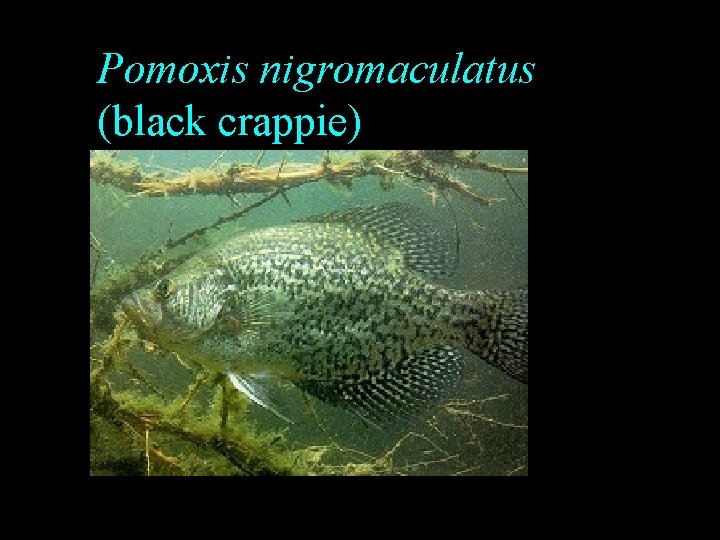 Pomoxis nigromaculatus (black crappie) Pomoxis nigromaculatus (black crappie)