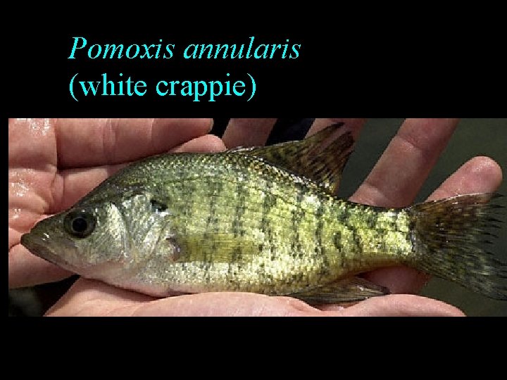 Pomoxis annularis (white crappie) Pomoxis annularis (white crappie)