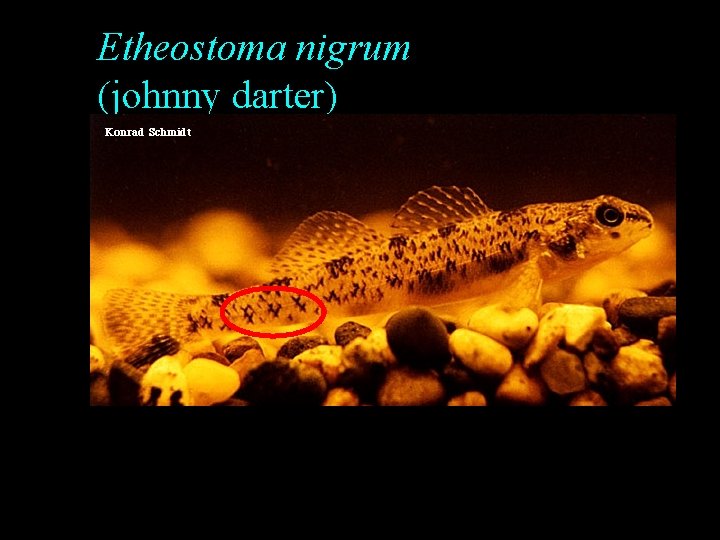 Etheostoma nigrum (johnny darter) Etheostoma nigrum (johnny darter)