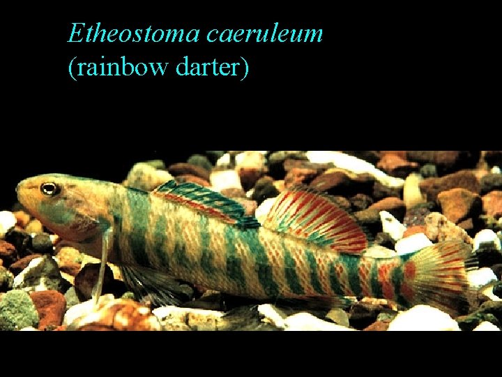Etheostoma caeruleum (rainbow darter) Etheostoma caeruleum (rainbow darter)