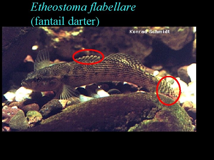 Etheostoma flabellare (fantail darter) Etheostoma flabellare (fantail darter)
