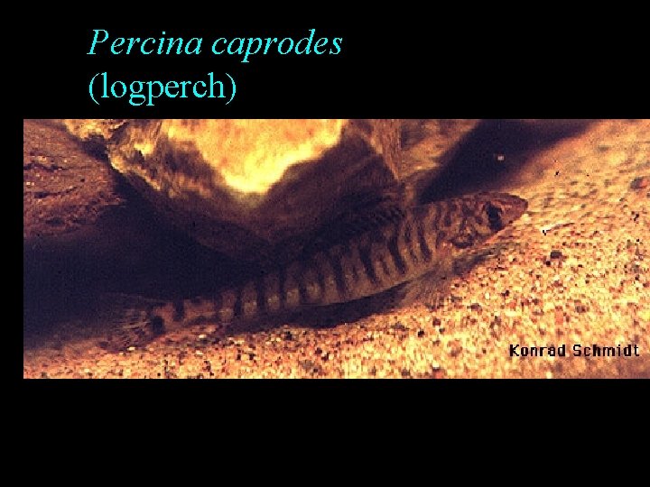 Percina caprodes (logperch) Percina caprodes (logperch)