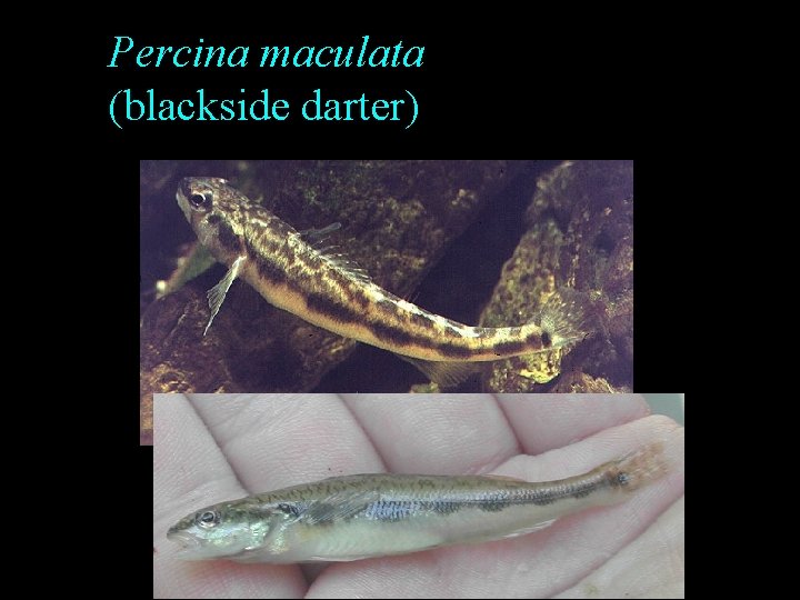 Percina maculata (blackside darter) Percina maculata (blackside darter)