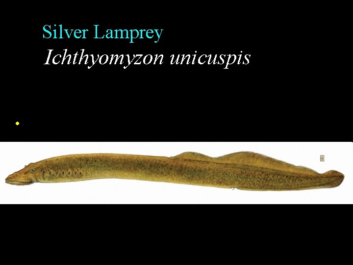 Silver Lamprey Ichthyomyzon unicuspis • Silver Lamprey Ichthyomyzon unicuspis •