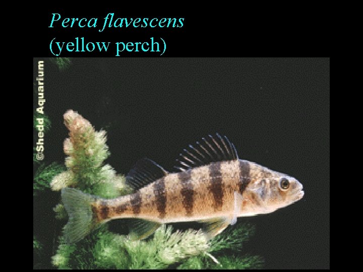Perca flavescens (yellow perch) Perca flavescens (yellow perch)