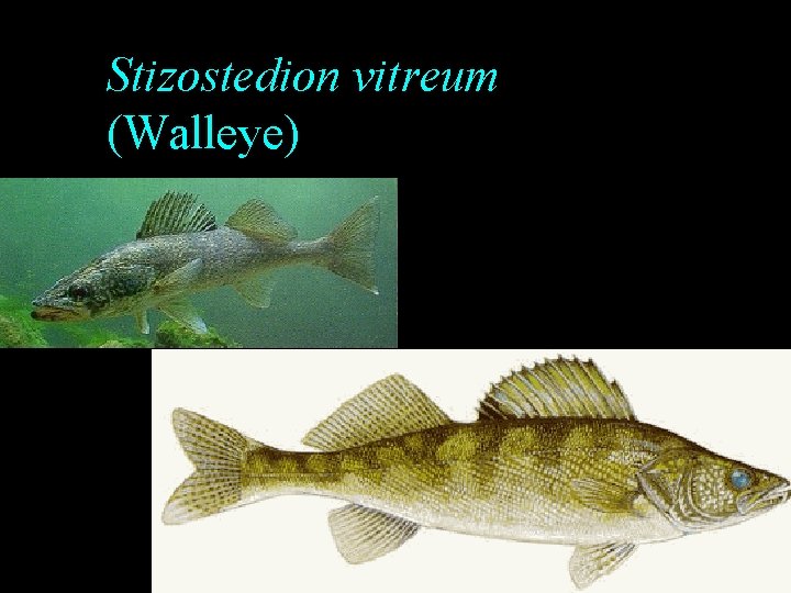 Stizostedion vitreum (Walleye) Stizostedion vitreum (Walleye)