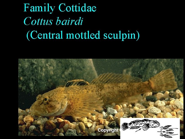 Family Cottidae Cottus bairdi (Central mottled sculpin) Family Cottidae Cottus bairdi (Central mottled sculpin)