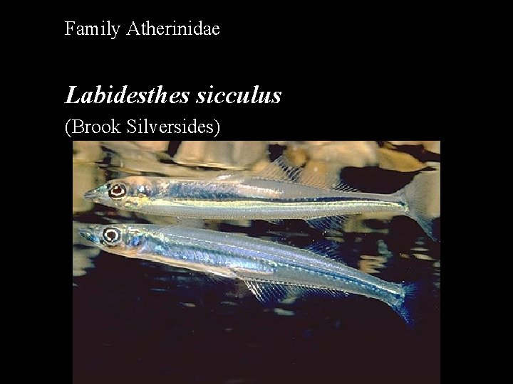 Family Atherinidae Labidesthes sicculus (Brook Silversides) Family Atherinidae Labidesthes sicculus (Brook Silversides)