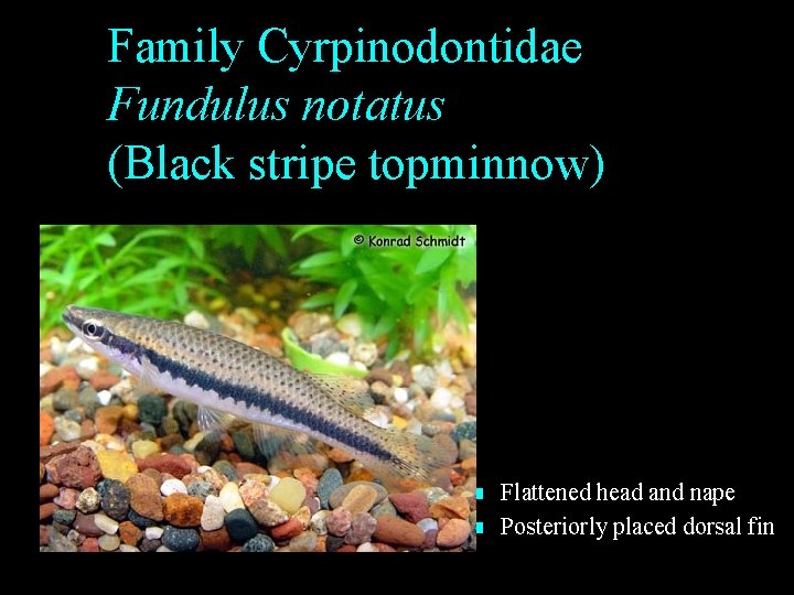 Family Cyrpinodontidae Fundulus notatus (Black stripe topminnow) n n Flattened head and nape Posteriorly Family Cyrpinodontidae Fundulus notatus (Black stripe topminnow) n n Flattened head and nape Posteriorly