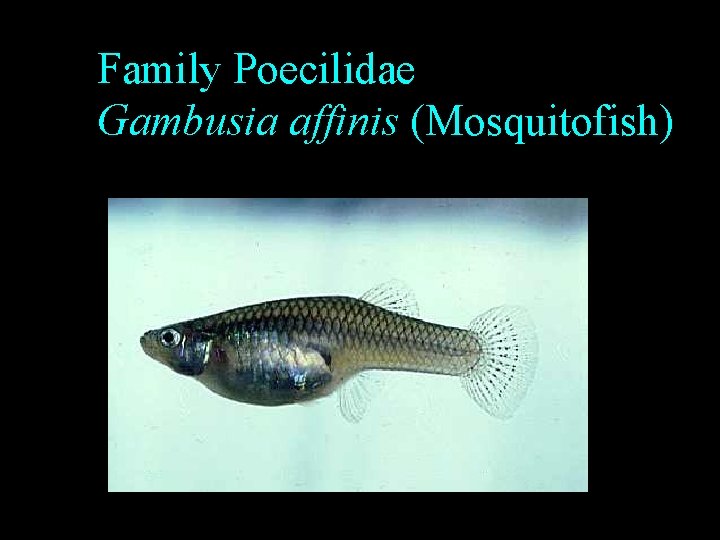Family Poecilidae Gambusia affinis (Mosquitofish) Family Poecilidae Gambusia affinis (Mosquitofish)