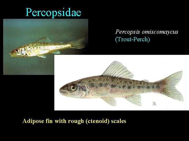 Percopsidae Percopsis omiscomaycus (Trout-Perch) Adipose fin with rough (ctenoid) scales Percopsidae Percopsis omiscomaycus (Trout-Perch) Adipose fin with rough (ctenoid) scales