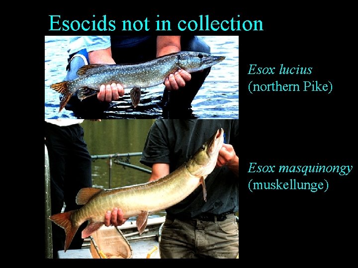 Esocids not in collection Esox lucius (northern Pike) Esox masquinongy (muskellunge) Esocids not in collection Esox lucius (northern Pike) Esox masquinongy (muskellunge)