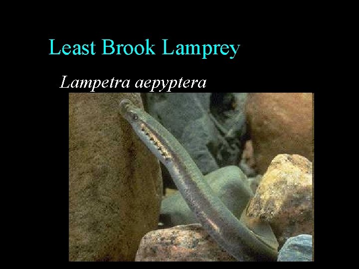 Least Brook Lamprey Lampetra aepyptera Least Brook Lamprey Lampetra aepyptera
