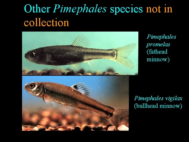 Other Pimephales species not in collection Pimephales promelas (fathead minnow) Pimephales vigilax (bullhead minnow) Other Pimephales species not in collection Pimephales promelas (fathead minnow) Pimephales vigilax (bullhead minnow)