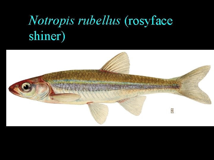 Notropis rubellus (rosyface shiner) Notropis rubellus (rosyface shiner)