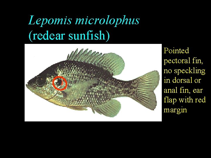 Lepomis microlophus (redear sunfish) Pointed pectoral fin, no speckling in dorsal or anal fin, Lepomis microlophus (redear sunfish) Pointed pectoral fin, no speckling in dorsal or anal fin,