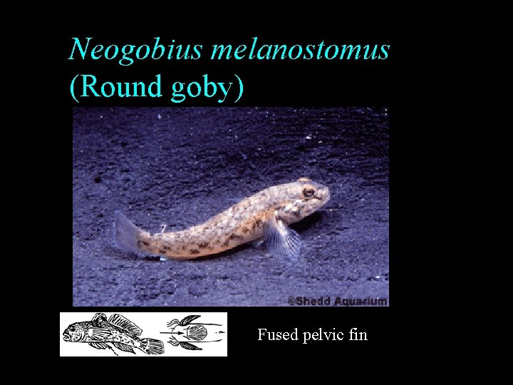 Neogobius melanostomus (Round goby) Fused pelvic fin Neogobius melanostomus (Round goby) Fused pelvic fin