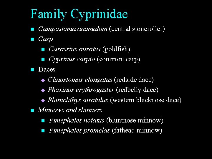 Family Cyprinidae n n Campostoma anomalum (central stoneroller) Carp n Carassius auratus (goldfish) n Family Cyprinidae n n Campostoma anomalum (central stoneroller) Carp n Carassius auratus (goldfish) n