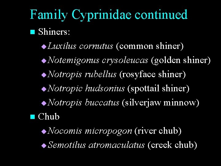 Family Cyprinidae continued Shiners: u Luxilus cornutus (common shiner) u Notemigonus crysoleucas (golden shiner) Family Cyprinidae continued Shiners: u Luxilus cornutus (common shiner) u Notemigonus crysoleucas (golden shiner)