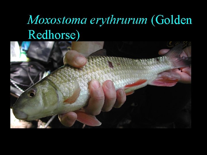 Moxostoma erythrurum (Golden Redhorse) Moxostoma erythrurum (Golden Redhorse)