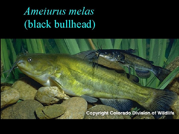 Ameiurus melas (black bullhead) Ameiurus melas (black bullhead)