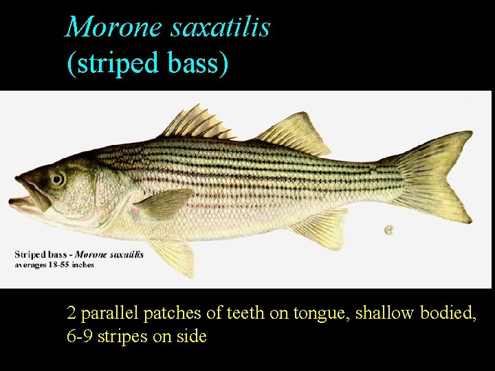 Morone saxatilis (striped bass) 2 parallel patches of teeth on tongue, shallow bodied, 6 Morone saxatilis (striped bass) 2 parallel patches of teeth on tongue, shallow bodied, 6