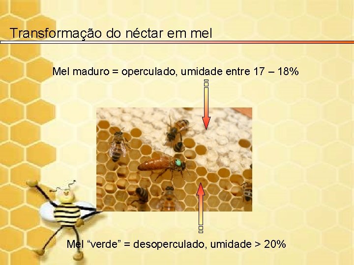 Transformação do néctar em mel Mel maduro = operculado, umidade entre 17 – 18%