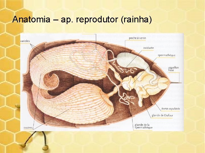 Anatomia – ap. reprodutor (rainha) 