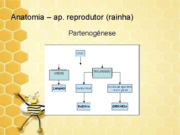 Anatomia – ap. reprodutor (rainha) Partenogênese infértil fecundado 