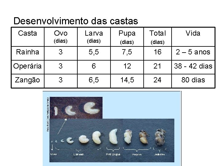 Desenvolvimento das castas Casta Ovo Larva Pupa Total Vida (dias) Rainha 3 5, 5