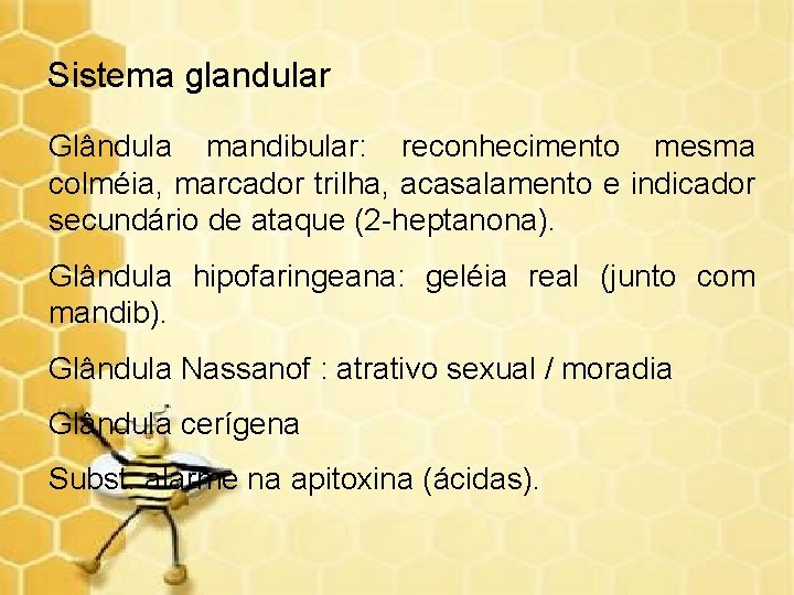Sistema glandular Glândula mandibular: reconhecimento mesma colméia, marcador trilha, acasalamento e indicador secundário de
