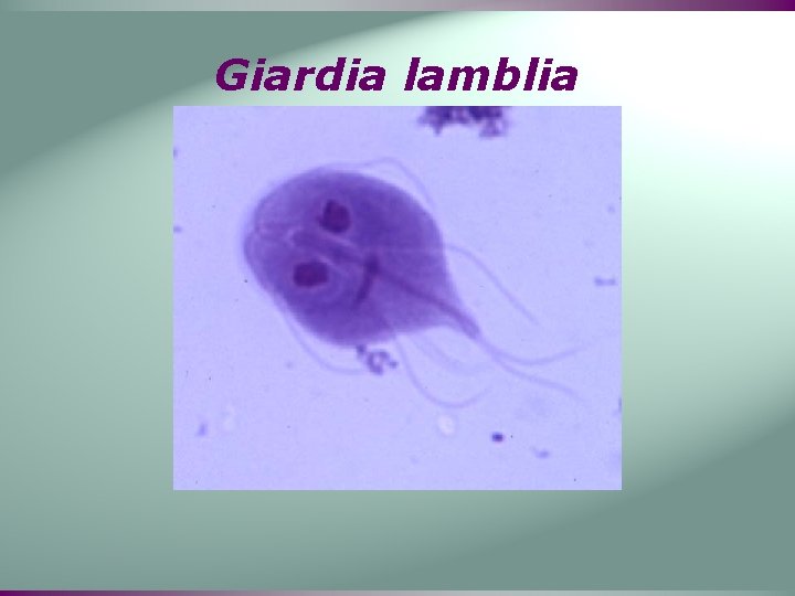 Giardia lamblia 