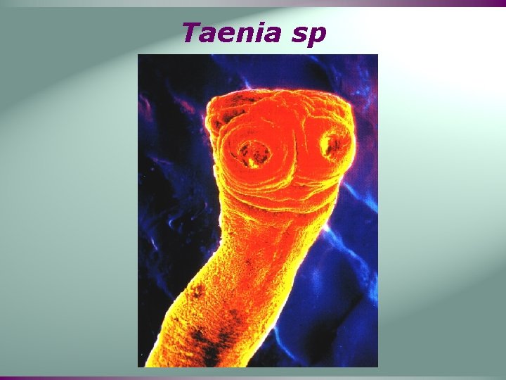 Taenia sp 