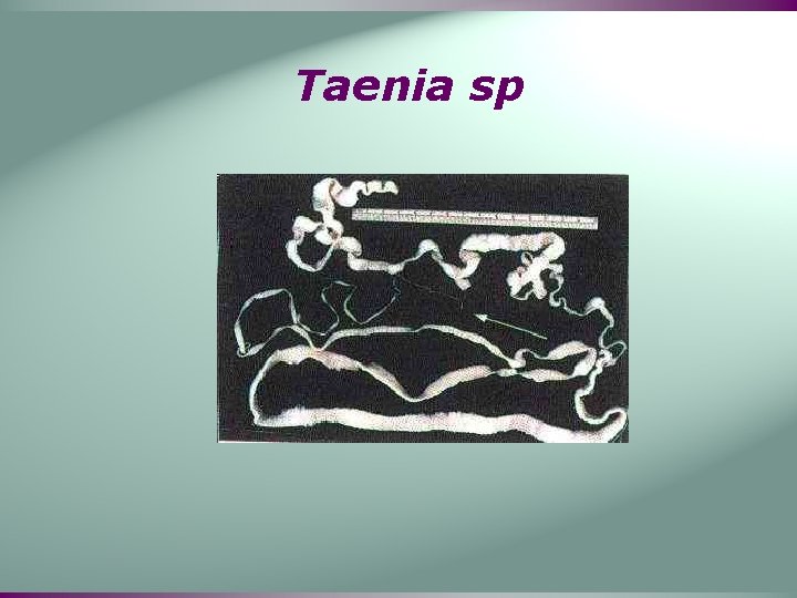 Taenia sp 