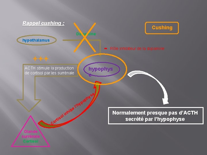 Rappel cushing : Cushing Dopamine hypothalamus - Rôle inhibiteur de la dopamine +++ ACTH