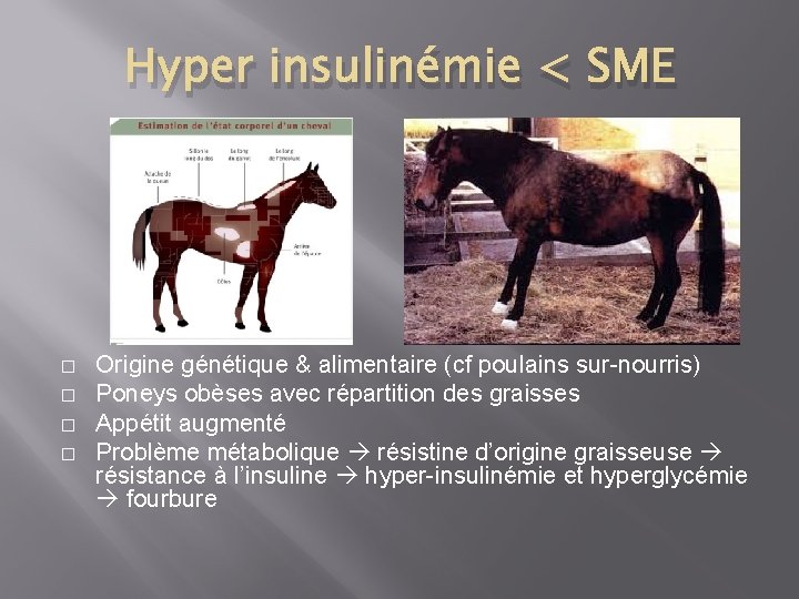 Hyper insulinémie < SME � � Origine génétique & alimentaire (cf poulains sur-nourris) Poneys