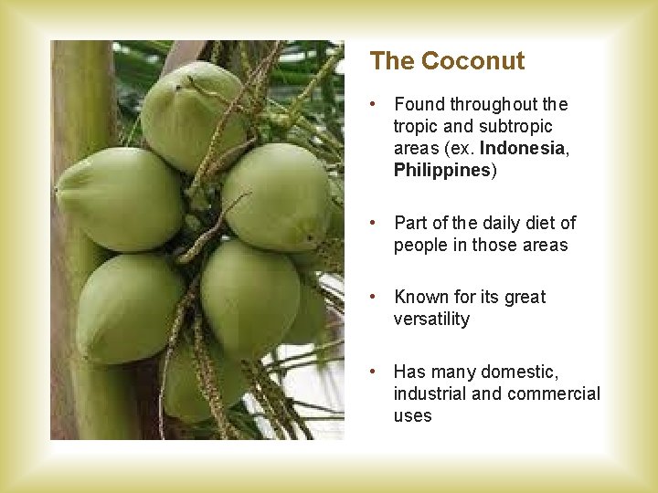 The Coconut • Found throughout the tropic and subtropic areas (ex. Indonesia, Philippines) •