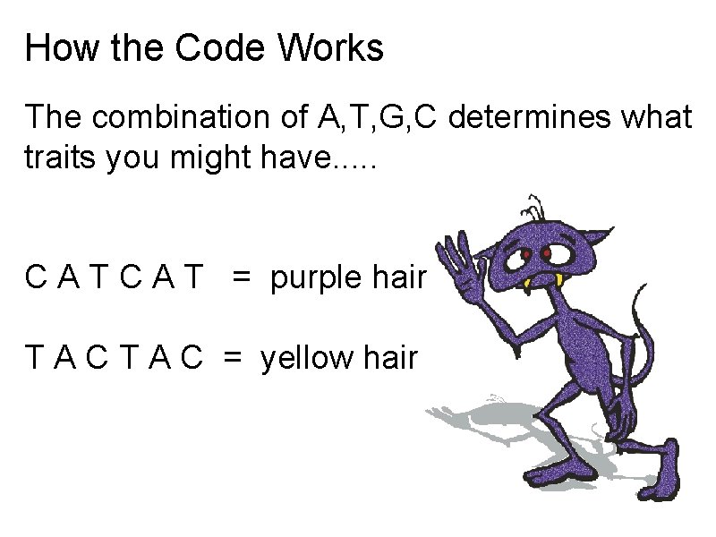 How the Code Works The combination of A, T, G, C determines what traits