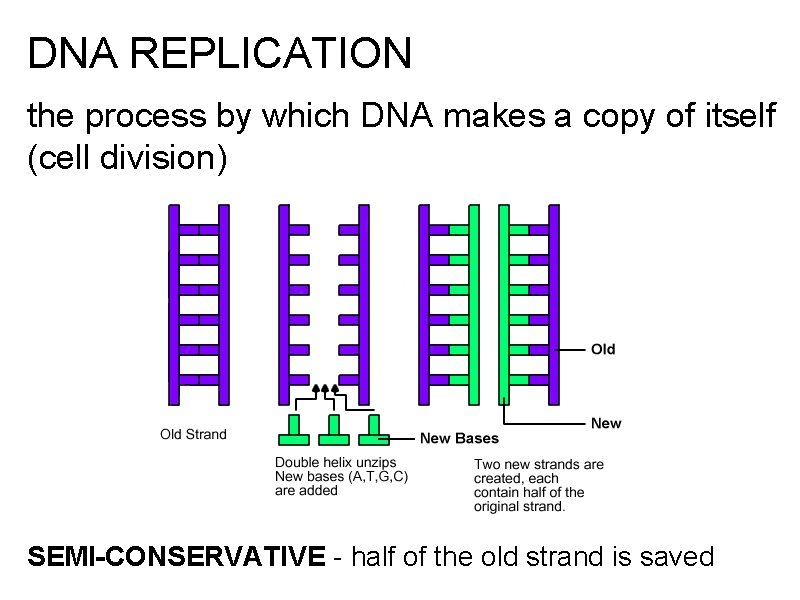 DNA REPLICATION the process by which DNA makes a copy of itself (cell division)
