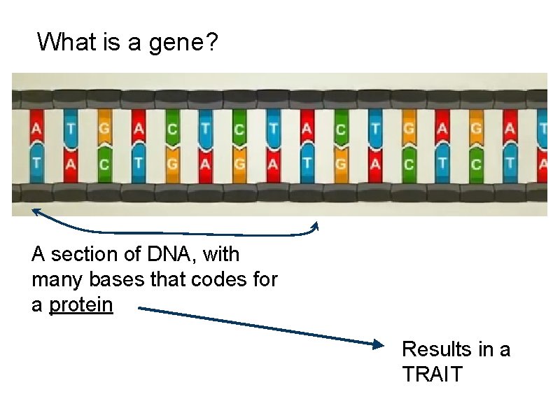 What is a gene? A section of DNA, with many bases that codes for