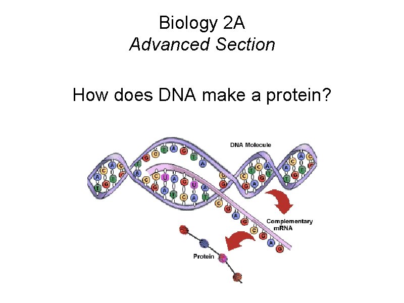 Biology 2 A Advanced Section How does DNA make a protein? 