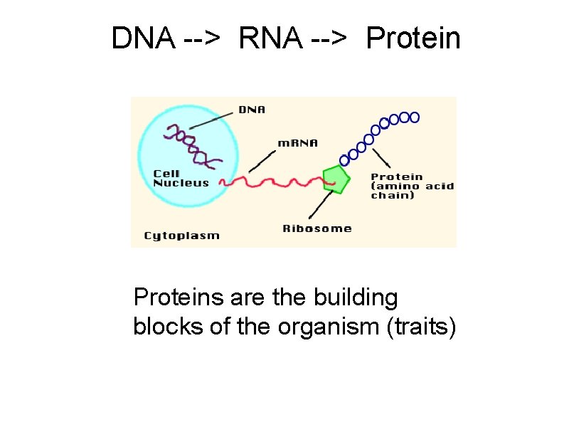 DNA --> RNA --> Proteins are the building blocks of the organism (traits) 
