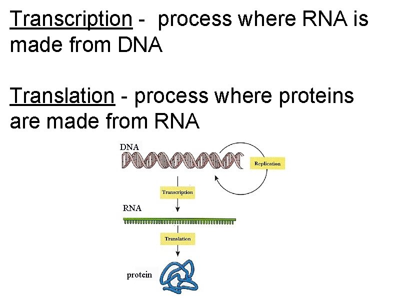 Transcription - process where RNA is made from DNA Translation - process where proteins